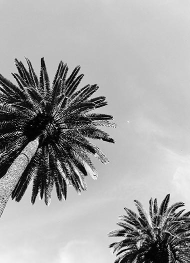 Palm Trees 1