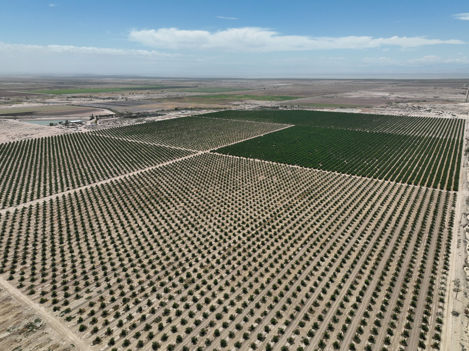 Beach Line Citrus