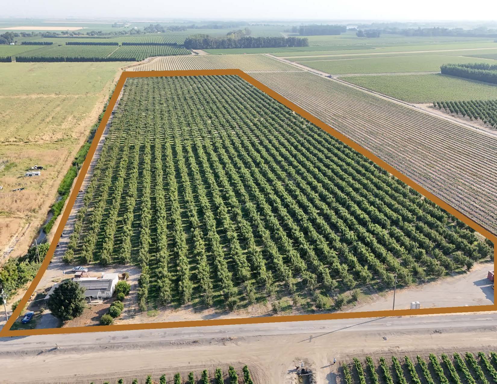 Pearadise Orchards