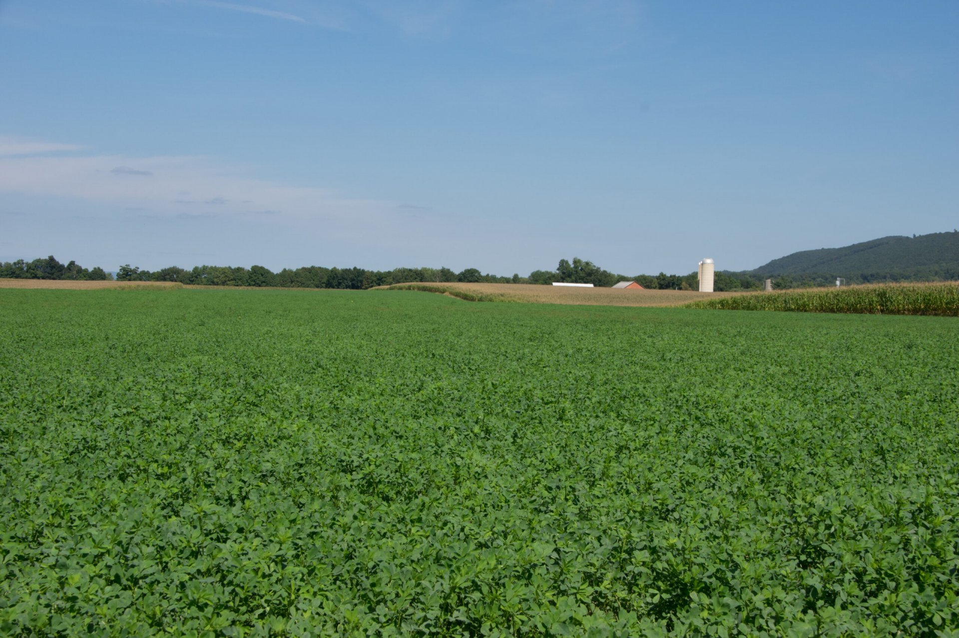 A field of lush green alfalfa.