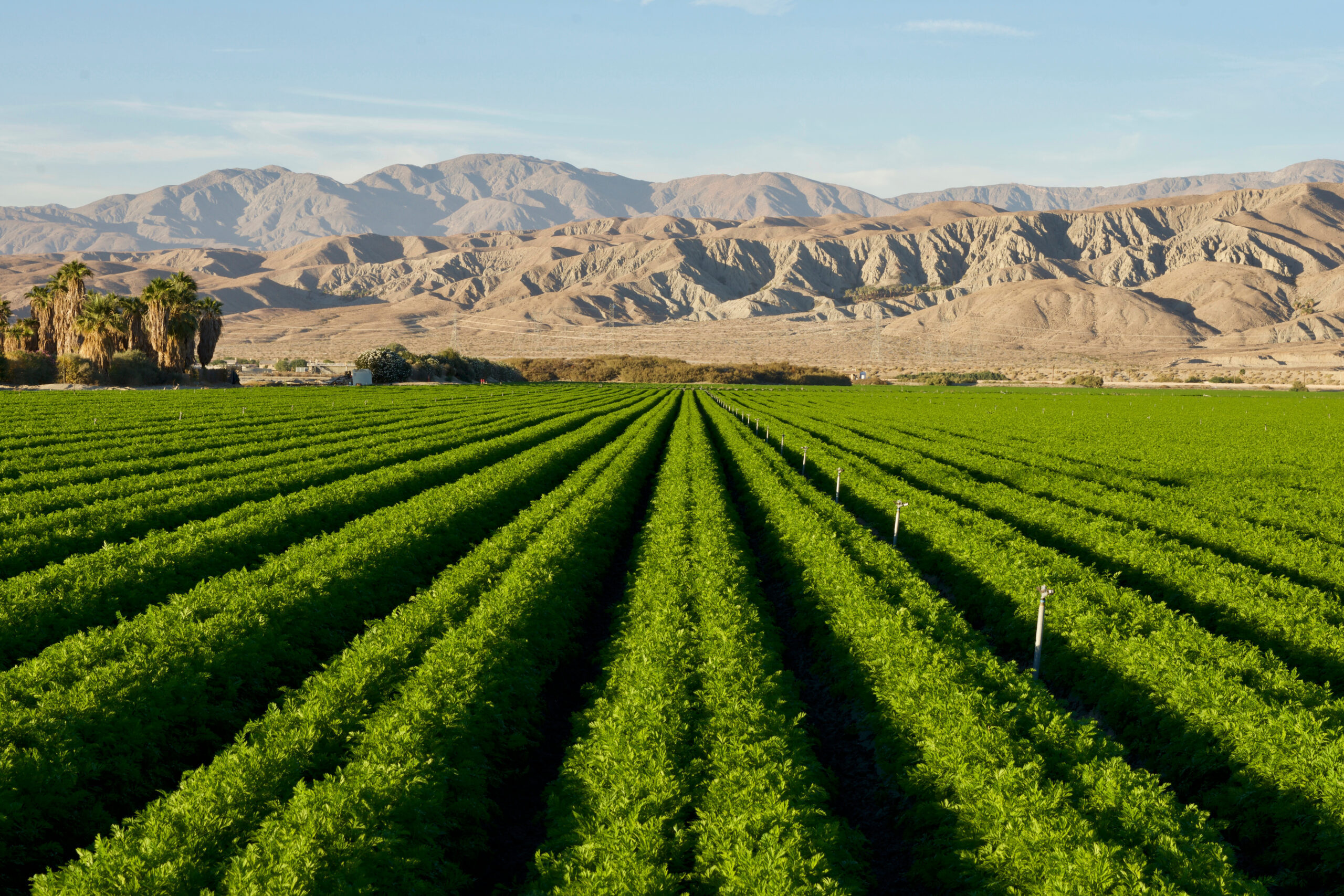 Carrot Farm in the Desert