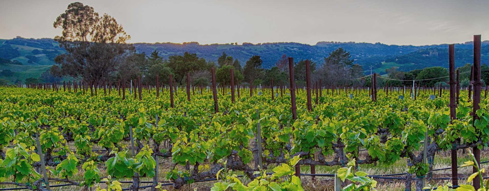 Vista Luna Vineyards